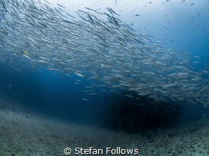 trans- ‘through’ + spirare ‘breathe'. Chevron Barracuda -... by Stefan Follows 